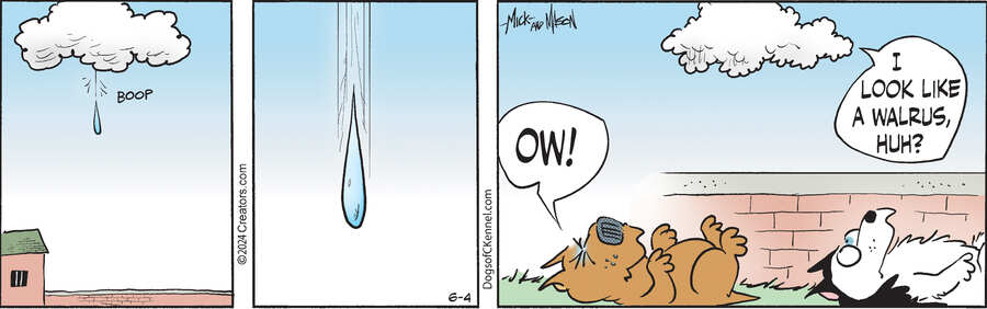 Dogs of C-Kennel for Jun 04, 2024