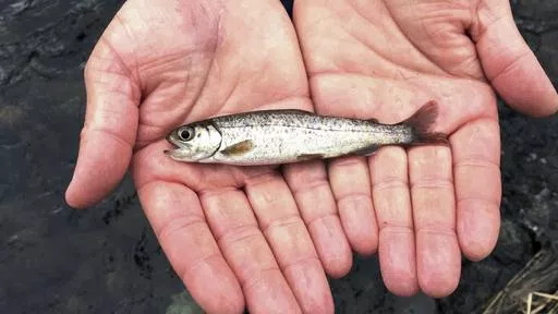 A juvenile coho salmon is held by a fish biologist at the Lostine River, March 9, 2017, in Lostine, Ore. The number of fish on the government's overfishing list sunk to a new low in 2023, a sign of healthy U.S. fisheries, federal officials said. (AP Photo/Gillian Flaccus, File)