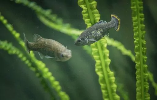 In this undated photo provided by The Chester Zoo shows two "tequila splitfin" fish in an aquarium at the Chester Zoo in Chester, England. This fish that swam in the spring-fed waters of west-central Mexico disappeared toward the end of the 20th century, however scientists and local residents have achieved the unthinkable: the return of a species extinct in nature, but conserved in captivity, to its native habitat. (The Chester Zoo via AP)