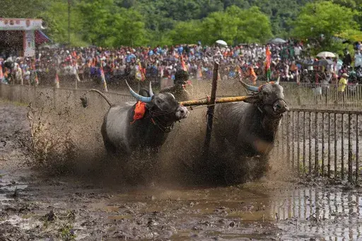A farmer holds onto the reins as he runs through mud behind his speeding oxen during a traditional oxen plow race known as Nangarni Spardha at Dervan village in Ratnagiri district, in the Indian state of Maharashtra, Thursday, Aug. 22, 2024. (AP Photo/Rajanish Kakade)