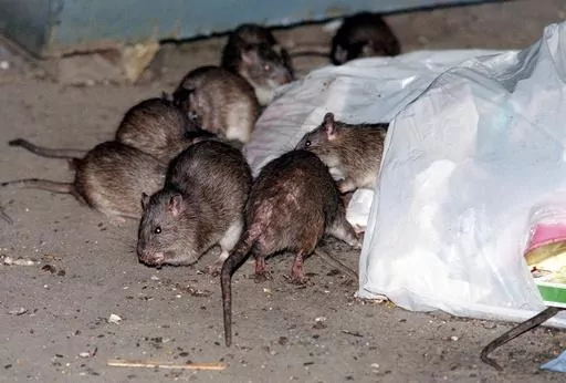 Rats swarm around a bag of garbage near a dumpster in New York on July 7, 2000. A study published Wednesday, April 3, 2024, in the journal Science Advances suggests that brown rats crawled off ships arriving in the Americas earlier than previously thought and out-competed rodent rivals – infuriating and disgusting generations of city-dwellers and becoming so ubiquitous in North American cities that they’re known as common rats, street rats or sewer rats. (AP Photo/Robert Mecea, File)