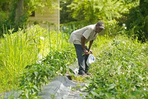 Roger Britt looks through a row of snap peas as he choses an assortment of vegetables for his dinner from a community garden in downtown Jackson, Miss., Monday, June 13, 2022. Britt braved the oppressive heat for an hour for a sackful of green beans, tomatoes, snap peas and okra. (AP Photo/Rogelio V. Solis)