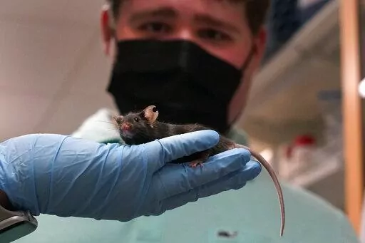 Research assistant Katie McCullough holds up a mouse for Jake Litvag, 16, to see inside a Washington University lab where doctors are using the mice and Jake’s genes to study a rare form of autism linked to a mutation in the MYT1L gene Wednesday, Dec. 15, 2021, in St. Louis. Researchers are using a mouse model and cell line with Jake's exact mutation to try to better understand the mutation. (AP Photo/Jeff Roberson)