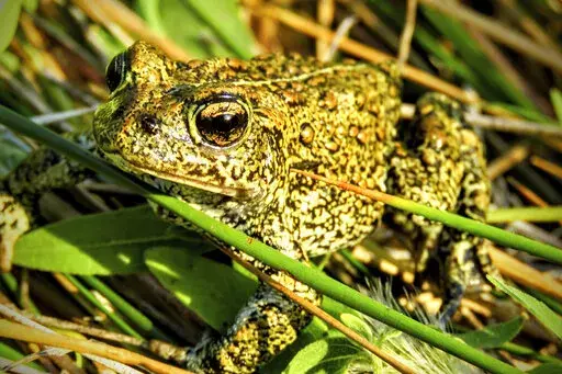 In this 2017 photo provided by the Center for Biological Diversity is a Dixie Valley toad, which the U.S. Fish and Wildlife Service has temporarily listed as an endangered species on an emergency basis near the site of a power plant site in Nevada. On Monday, Aug. 1, 2022, the 9th U.S. Circuit Court of Appeals rejected a bid by environmentalists and a Nevada tribe to halt construction of a geothermal power plant that opponents say would harm the endangered toad and destroy sacred hot springs. (P
