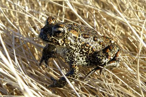 In this photo provided by the Nevada Department of Wildlife, a Dixie Valley toad sits atop grass in Dixie Valley, Nev., on April 6, 2009. The U.S. Fish and Wildlife Service temporarily listed a rare northern Nevada toad as endangered on an emergency basis partly because of threats a geothermal plant in the works poses to its habitat in the only place its known to live in the world about 100 miles east of Reno. (Matt Maples/Nevada Department of Wildlife via AP, File)