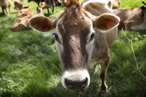 A Jersey cow feeds in a field in Iowa, May 8, 2018. (AP Photo/Charlie Neibergall, File)