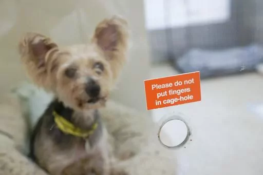 Melanie, one of the dogs being cared for at the ASPCA adoption center, sits behind a treat hole in her kennel at the ASPCA, Friday, April 21, 2023, on the Upper West Side neighborhood of New York. While the Westminster Kennel Club crowns the cream of the canine elite on one of tennis' most storied courts next week, another 19th-century institution across town will be tending to dogs that have had far more troubled lives. New York is home to both the United States' most prestigious dog show and i