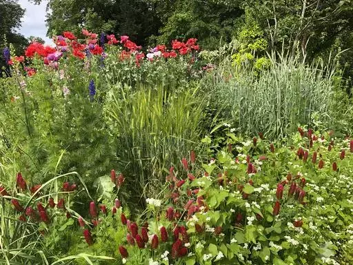 This undated image provided by Brie Arthur shows a spring cottage garden border in Fuquay-Varina, North Carolina, where a edible barley, wheat and buckwheat grow alongside poppies, larkspur and crimson clover. (Brie Arthur via AP)