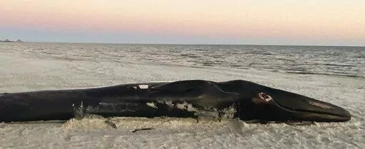 A dead Finback whale lies on the sand after being brought to shore at the Mississippi Gulf Coast beach in Pass Christian, Miss., Saturday, Jan. 7, 2023. (Hunter Dawkins/The Gazebo Gazette via AP)