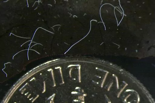 This microscope photo provided by the Lawrence Berkeley National Laboratory in June 2022 shows thin strands of Thiomargarita magnifica bacteria cells next to a U.S. dime coin. The species was discovered among the mangroves of Guadeloupe archipelago in the French Caribbean. A team of researchers at the Department of Energy (DOE) Joint Genome Institute (JGI), Lawrence Berkeley National Laboratory (Berkeley Lab), the Laboratory for Research in Complex Systems (LRC), and the Université des Antilles