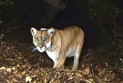 This Nov. 2014, file photo provided by the U.S. National Park Service shows a mountain lion known as P-22, photographed in the Griffith Park area near downtown Los Angeles. P-22, the celebrated mountain lion that took up residence in the middle of Los Angeles and became a symbol of urban pressures on wildlife, was euthanized after dangerous changes in his behavior led to examinations that revealed poor health and an injury likely caused by a car. (U.S. National Park Service, via AP, File)