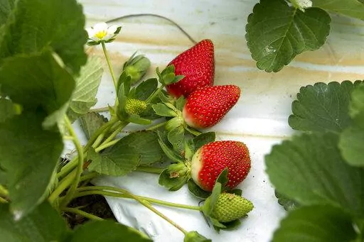 Ripe strawberries wait to be picked at the "U-Pick" field at Knaus Berry Farm in Homestead, Fla., on Jan. 11, 2012. The Florida House voted 109-4 on Friday, March 4, 2022, to send the governor a bill that would make strawberry shortcake the official state dessert. Key Lime Pie is already Florida’s state pie. The designation of the state dessert is an effort to promote the state’s $1 billion strawberry industry. (AP Photo/J Pat Carter, File)