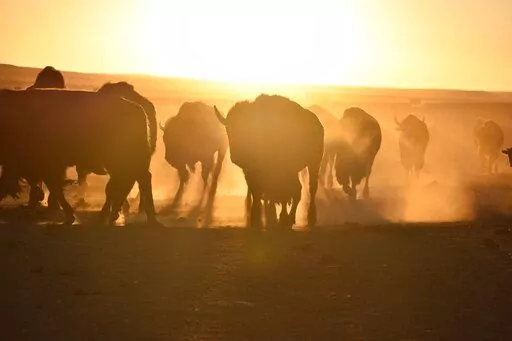 Bison awaiting transfer to Native American tribes walk in a herd inside a corral at Badlands National Park, on Oct. 13, 2022, near Wall, S.D. U.S. Interior Secretary Deb Haaland on Friday is expected to announce a secretarial order that's meant to help more tribes establish bison herds, along with $25 million in federal spending for such efforts. (AP Photo/Matthew Brown,File)