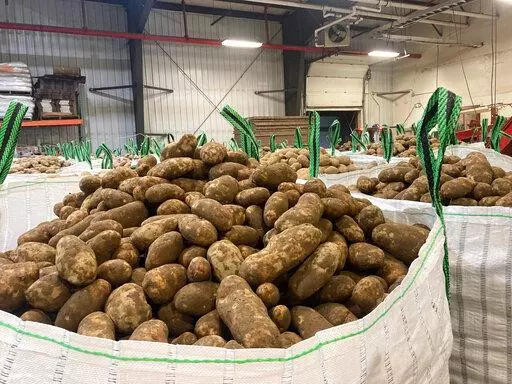 In this photo provided Jay LaJoie, russet potatoes produced by Maine growers are packaged to be loaded on a rail car headed for Washington State, at a warehouse owned by LaJoie Growers LLC, in Van Buren, Maine, Jan. 17, 2022. Maine is shipping potatoes all the way to the West Coast over the winter of 2021-2022, thanks to a banner harvest in Maine and a drought for growers in the West. (Jay LaJoie via AP)