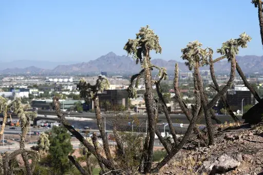 Cactus plants dominate a hiking trail from The Buttes Tuesday, Sept. 24, 2024, in Tempe, Ariz. (AP Photo/Ross D. Franklin)