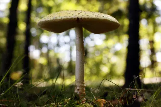 In this Sept. 16, 2011, file photo, a mushroom grows at Winslow Park in Freeport, Maine. Maine. The warm, soggy summer across much of the Midwest has produced a bumper crop of wild mushrooms — and a surge in calls to poison control centers. (AP Photo/Robert F. Bukaty, File)