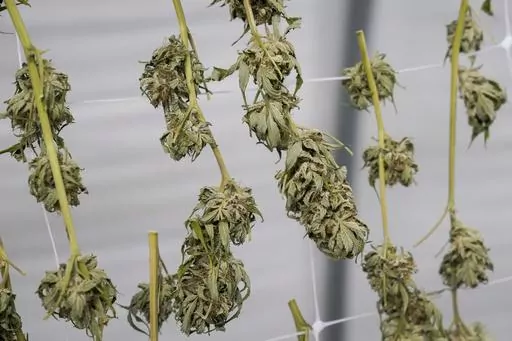 Marijuana plants for the adult recreational market are seen hanging in a drying room at a farm in Suffolk County, N.Y., Oct. 4, 2022. New York regulators approved 99 new provisional licenses for recreational marijuana dispensaries Monday, April 3, 2023 as they try to speed up the rollout of a statewide legal market that had been impeded by a court ruling. (AP Photo/Mary Altaffer, File)