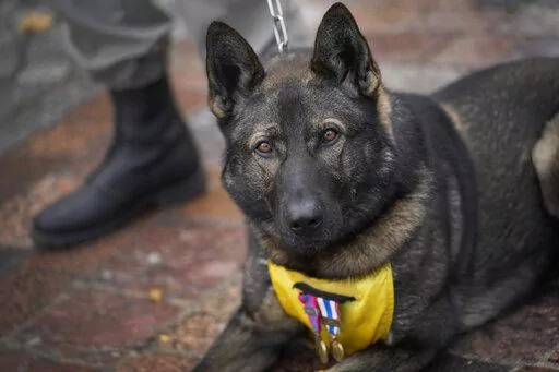 A French soldier with his dog Sparcel stands at attention during a ceremony in Suippes, eastern France, Thursday, Oct. 20, 2022. France inaugurated on Thursday its first memorial paying tribute to all "civilian and military hero dogs" in Suippes, in eastern France. The monument is located on a key World War I site, echoing the important role played by dogs in U.S. and European armies at the time. (AP Photo/Christophe Ena)