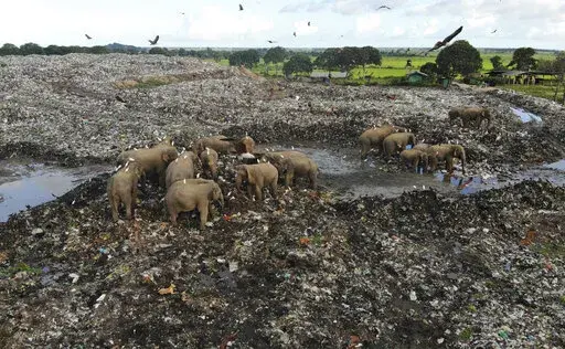Wild elephants scavenge for food at an open landfill in Pallakkadu village in Ampara district, about 210 kilometers (130 miles) east of the capital Colombo, Sri Lanka, Thursday, Jan. 6, 2022. Conservationists and veterinarians are warning that plastic waste in the open landfill in eastern Sri Lanka is killing elephants in the region, after two more were found dead over the weekend. Around 20 elephants have died over the last eight years after consuming plastic trash in the dump. Examinations of 