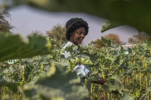 A villager harvests vegetables in a plot that is part of a climate-smart agriculture program funded by the United States Agency for International Development in Chipinge, Zimbabwe, on Thursday, Sept. 19, 2024. (AP Photo/Aaron Ufumeli)