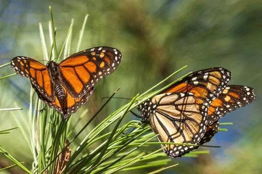 Monarch butterflies land on branches at Monarch Grove Sanctuary in Pacific Grove, Calif., Wednesday, Nov. 10, 2021. On Thursday, July 21, 2022, the International Union for the Conservation of Nature said migrating monarch butterflies have moved closer to extinction in the past decade – prompting scientists to officially designate them as “endangered." (AP Photo/Nic Coury, File)