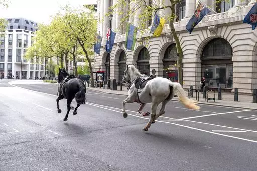 Two horses on the loose bolt through the streets of London near Aldwych, on Wednesday April 24, 2024. (Jordan Pettitt/PA via AP)
