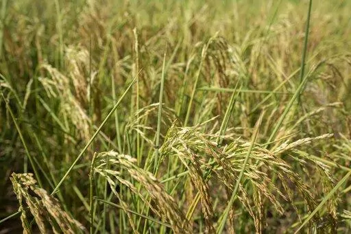 Rice plants that are turning yellow in color blow in the breeze in a farm field in Mu'er town on the outskirts of Chonqing, China, Sunday, Aug. 21, 2022. The very landscape of Chongqing, a megacity that also takes in surrounding farmland and steep and picturesque mountains, has been transformed by an unusually long and intense heat wave and an accompanying drought. (AP Photo/Mark Schiefelbein, File)