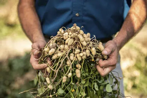 This image provided by the Georgia Peanut Commission shows a farmer holding a pulled-up peanut plant. (Georgia Peanut Commission via AP)