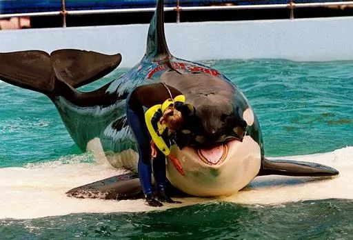 Trainer Marcia Hinton pets Lolita, a captive orca whale, during a performance at the Miami Seaquarium in Miami, March 9, 1995. Caregivers at a South Florida ocean park are taking steps to prepare Lolita, an orca whale held captive for more than a half-century, for a possible return to her home waters in Washington’s Puget Sound. The park’s owner and a nonprofit announced a plan in March 2023 to possibly move the 57-year-old orca to a natural sea pen. (Nuri Vallbona/Miami Herald via AP, File)