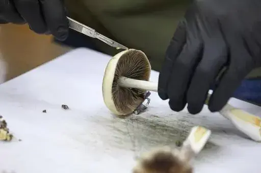 A grower cuts psilocybin mushrooms to prepare for distribution in Springfield, Ore., Monday, Aug. 14, 2023. Naturally occurring substances like psilocybin, a fungus, can’t be patented by themselves. (AP Photo/Craig Mitchelldyer, File)