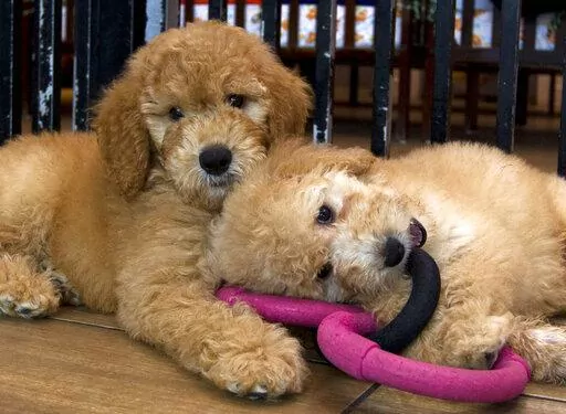 Puppies play in a cage at a pet store in Columbia, Md., Aug. 26, 2019. New York has become the latest state to ban the sale of cats, dogs, and rabbits in pet stores in an attempt to target commercial breeding operations decried by critics as “puppy mills.” The new law, signed by Gov. Kathy Hochul on Thursday, Dec. 15, 2022, will take effect in 2024. (AP Photo/Jose Luis Magana, File)