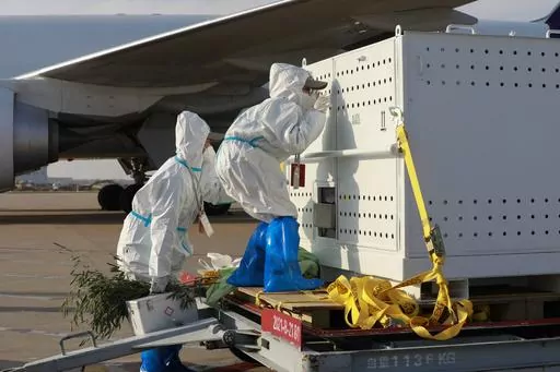 In this photo released by Xinhua News Agency, workers wearing protective suits check on giant panda Ya Ya, sitting inside a container after arriving at Shanghai Pudong International Airport in Shanghai, Thursday, April 27, 2023. Ya Ya the giant panda landed Thursday afternoon in Shanghai after departing from the Memphis Zoo in Tennessee, where she spent the past 20 years on loan. (Zhang Haibo/Xinhua via AP)