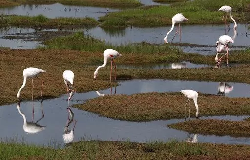 Flamingoes feed in the popular Berg River estuary in Velddrif, South Africa, Monday Sept. 14, 2020. The alteration of weather patterns like the ongoing drought in east and central Africa chiefly driven by climate change is severely undermining natural water systems devastating livelihoods and now threatening the survival of most of the world’s famed migratory bird species. (AP Photo/Nardus Engelbrecht, File)