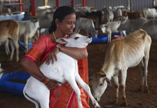 A woman carries a calf during the inauguration of Jeeyar Swami Dhyan Foundation Gaushala, a cow shelter, on the outskirts of Hyderabad, India, Saturday, Nov. 6, 2021. India’s government on Friday withdrew its appeal to citizens to mark Valentine’s Day next week not as a celebration of romance but as “Cow Hug Day” to better promote Hindu values. The decision attracted widespread criticism from political rivals and on social media. (AP Photo/Mahesh Kumar A., File)