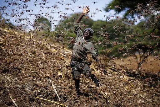 Stephen Mudoga, 12, the son of a farmer, tries to chase away a swarm of locusts on his farm as he returns home from school, at Elburgon, in Nakuru county, Kenya on March 17, 2021. Africa has contributed relatively little to the planet's greenhouse gas emissions but has suffered some of the heaviest impacts of climate change and the reverberations of human-caused global warming will only get worse, according to a new United Nations report released Feb. 28, 2022. (AP Photo/Brian Inganga, File)